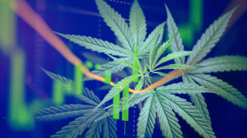 Cybersecurity threats in the cannabis industry